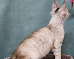 Кошки в Мытищах: Котёнок Мейн-кун Девочка, 40 000 руб. - фото 7