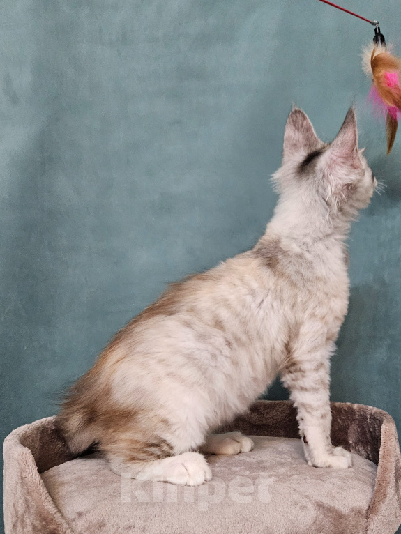 Кошки в Мытищах: Котёнок Мейн-кун Девочка, 40 000 руб. - фото 7