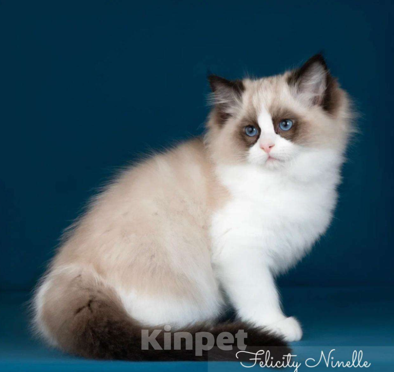 Кошки в Москве: Рэгдолл котята  Мальчик, 200 000 руб. - фото 9