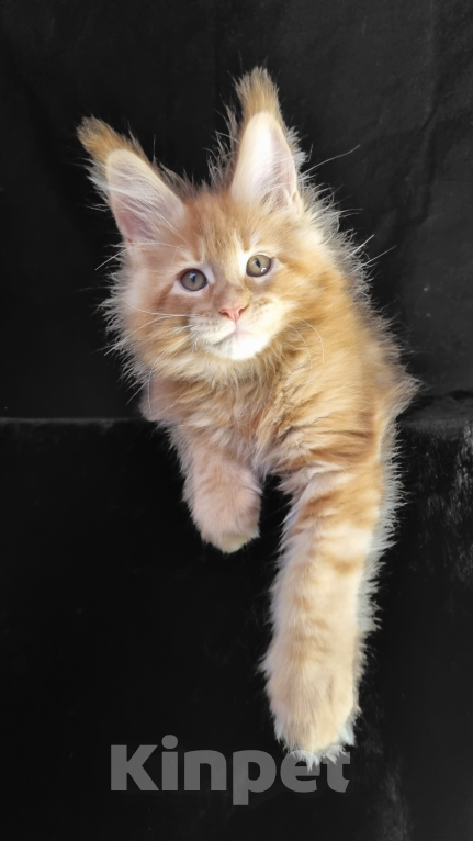 Кошки в Москве: Мейн кун кошка Девочка, 120 000 руб. - фото 2