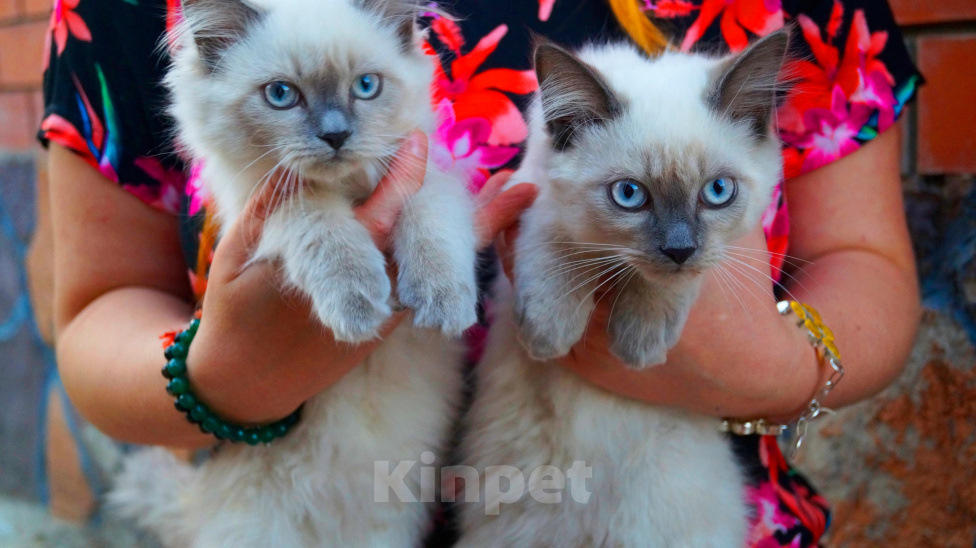Кошки в Краснодаре: Котята Невская маскарадная кошечка котик пушистые блю поинт окрас Девочка, 17 000 руб. - фото 4