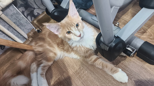 Котёнок мейн-кун