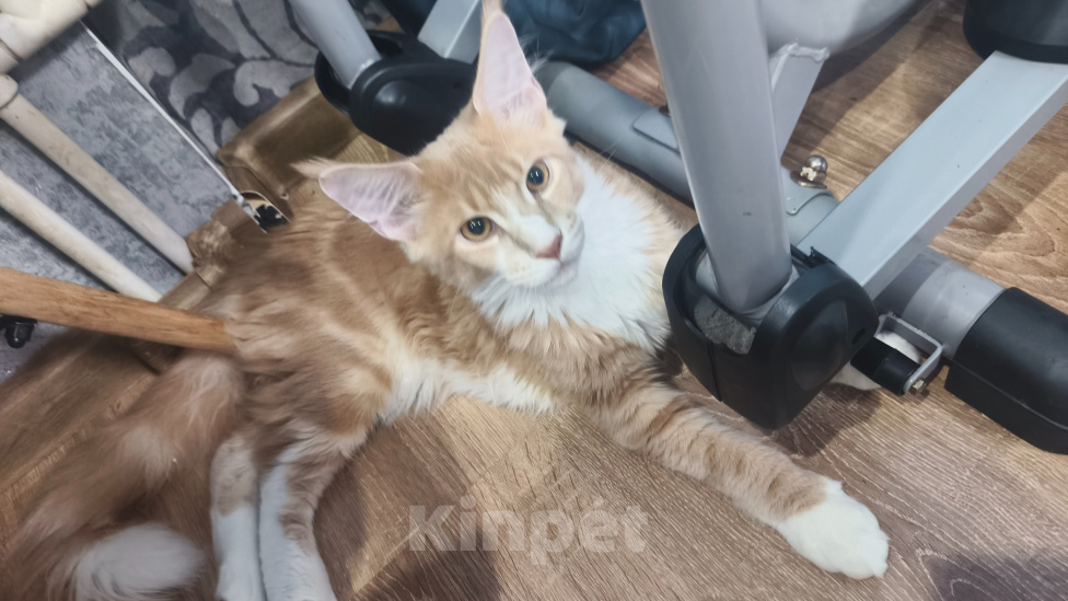 Кошки в Омске: Котёнок мейн-кун Мальчик, 30 000 руб. - фото 1