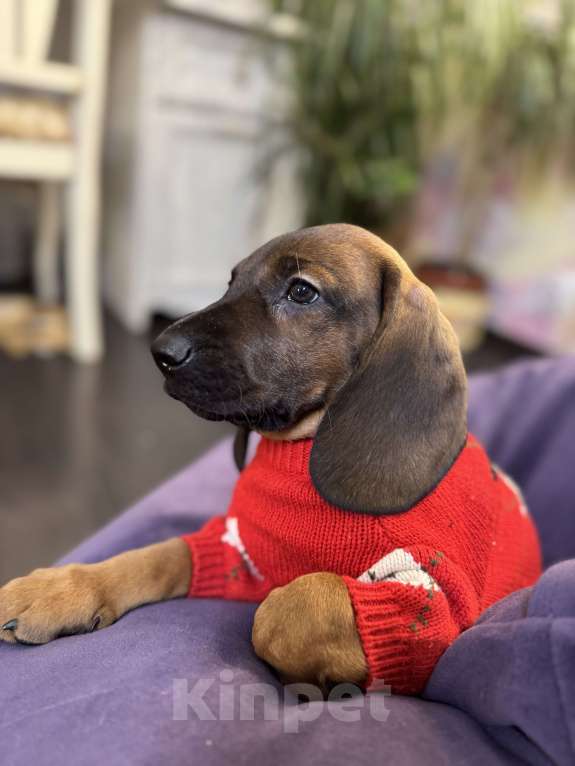 Собаки в Санкт-Петербурге: Баварская горная гончая Мальчик, 80 000 руб. - фото 2