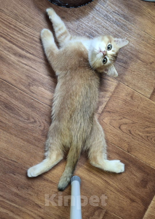 Кошки в Москве: Шотландский котик золотая шиншилла  Мальчик, 30 000 руб. - фото 5