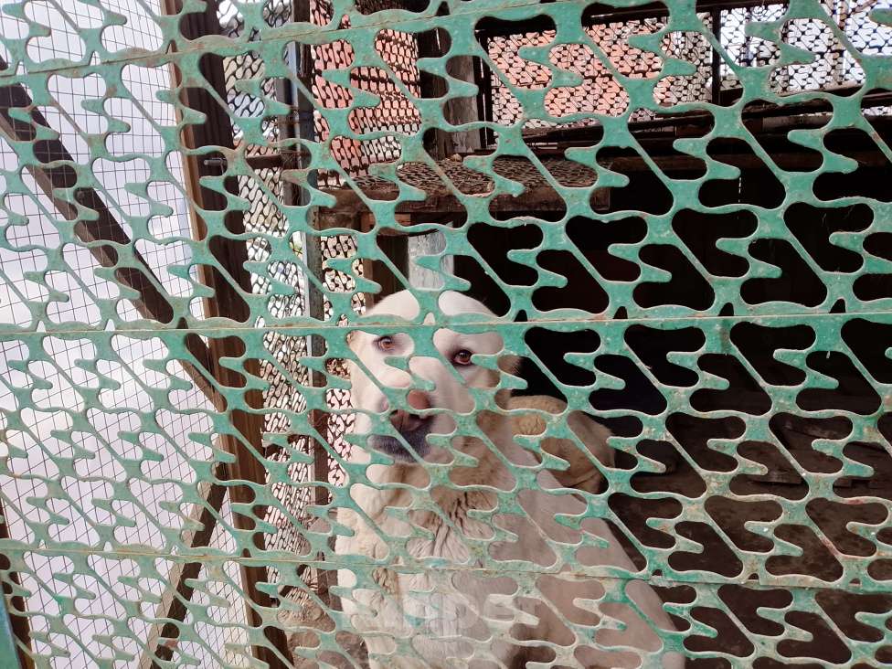 Собаки в других городах Краснодарского края: Алабай Девочка, 5 000 руб. - фото 3