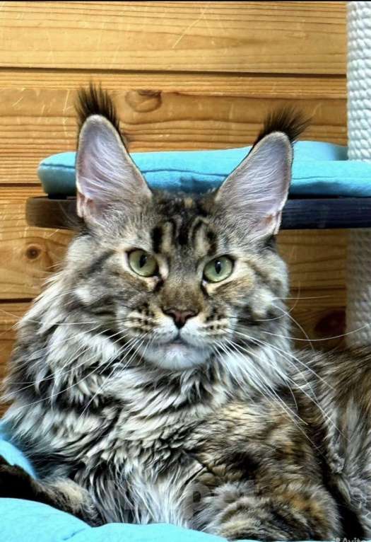 Кошки в Чайковском: Мейн- кун  котенок Мальчик, Бесплатно - фото 6