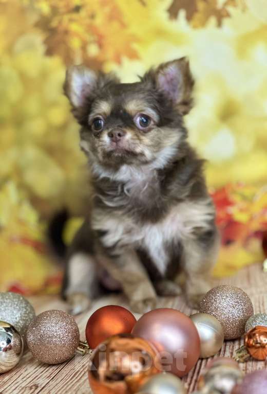 Собаки в Москве: Шикарная малышка чихуахуа Девочка, 60 000 руб. - фото 4