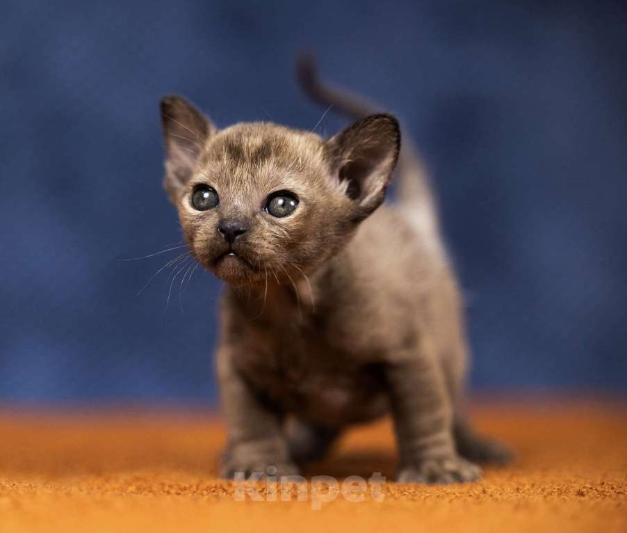 Кошки в Москве: Бурманский мальчик Мальчик, 130 000 руб. - фото 1