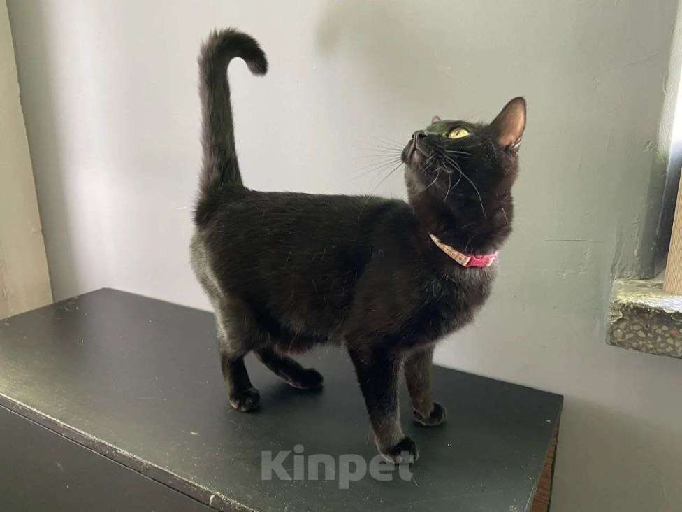 Кошки в Москве: Котенок Ночка ищет дом Девочка, Бесплатно - фото 9