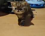 Кошки в Санкт-Петербурге: Экзотический котенок Мальчик, Бесплатно - фото 2