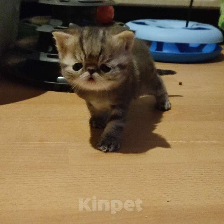 Кошки в Санкт-Петербурге: Экзотический котенок Мальчик, Бесплатно - фото 2