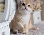 Кошки в Владивостоке: Британский котенок Heat Мальчик, 150 000 руб. - фото 3