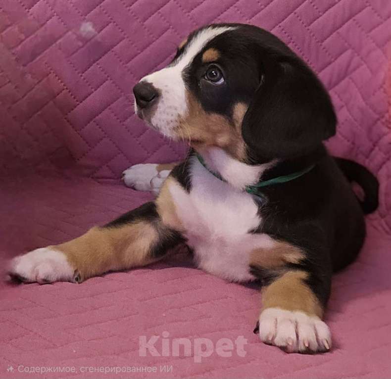 Собаки в Москве: Щенок Энтлебухер Зенненхунд  Мальчик, 60 000 руб. - фото 2