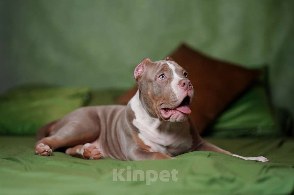 Собаки в Пикалево: Американский булли щенок Мальчик, 120 000 руб. - фото 3