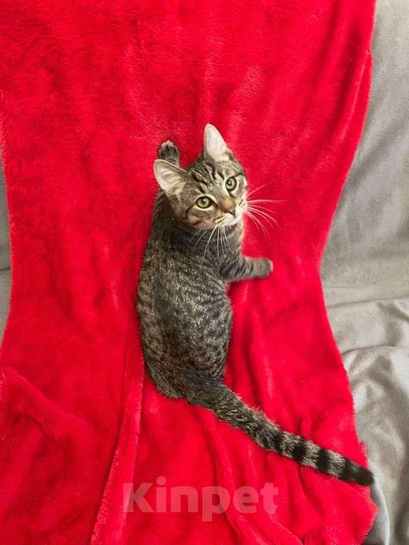 Кошки в Санкт-Петербурге: Леопардовый животик, полосатая спинка Мальчик, Бесплатно - фото 3