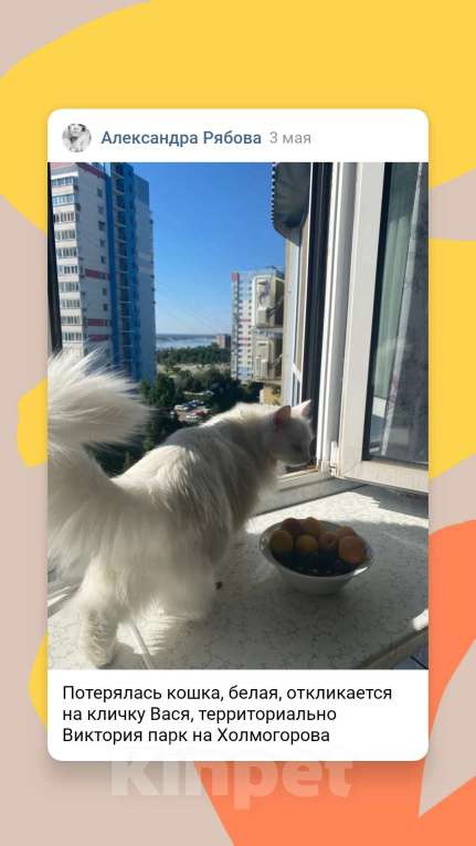 Кошки в Ижевске: Белая потеряшка Девочка, 500 руб. - фото 3