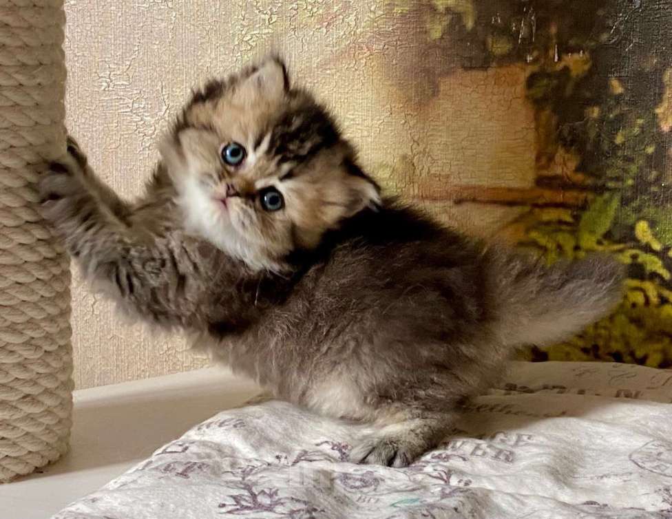 Кошки в Астрахани: Кошка Пегги Девочка, 30 000 руб. - фото 1