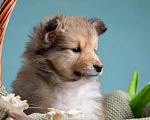 Собаки в Пушкино: ЩЕНКИ ШЕЛТИ Мальчик, 45 000 руб. - фото 2