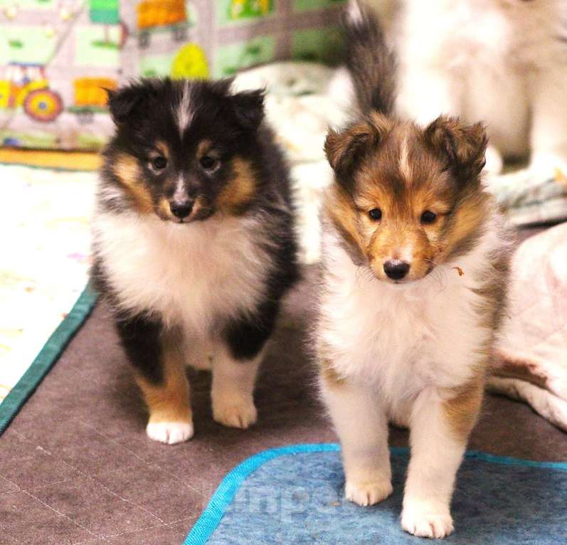 Собаки в Вологде: Очаровательная сука шелти Девочка, Бесплатно - фото 8