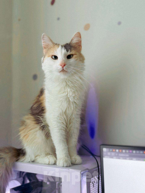 Кошки в Балашихе: Айрис Девочка, Бесплатно - фото 2