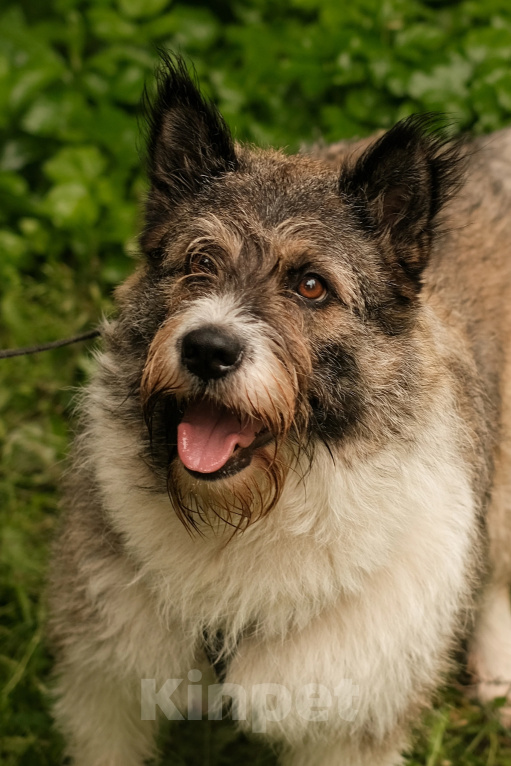 Собаки в Санкт-Петербурге: Элис из приюта в добрые руки Девочка, Бесплатно - фото 1