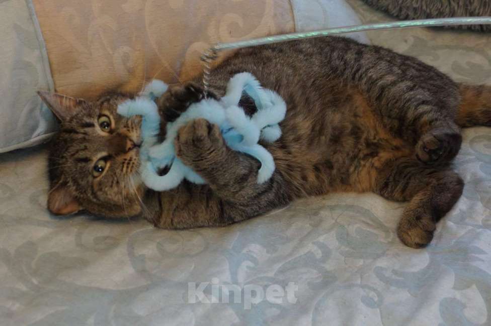 Кошки в Москве: Котик Борис в добрые руки Мальчик, Бесплатно - фото 2