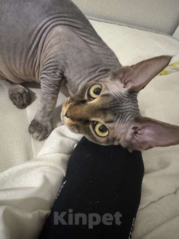 Кошки в Москве: Зовут Микки Мальчик, 15 000 руб. - фото 1