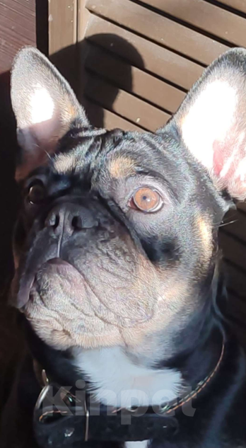 Собаки в других городах Астраханской области: Вязка французского бульдога Мальчик, Бесплатно - фото 6