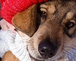 Собаки в Фрязино: Щенок Бакс в добрые руки Мальчик, 1 руб. - фото 2