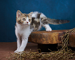 Кошки в Барнауле: Котик-страйт Вальтер🧡 Мальчик, Бесплатно - фото 7