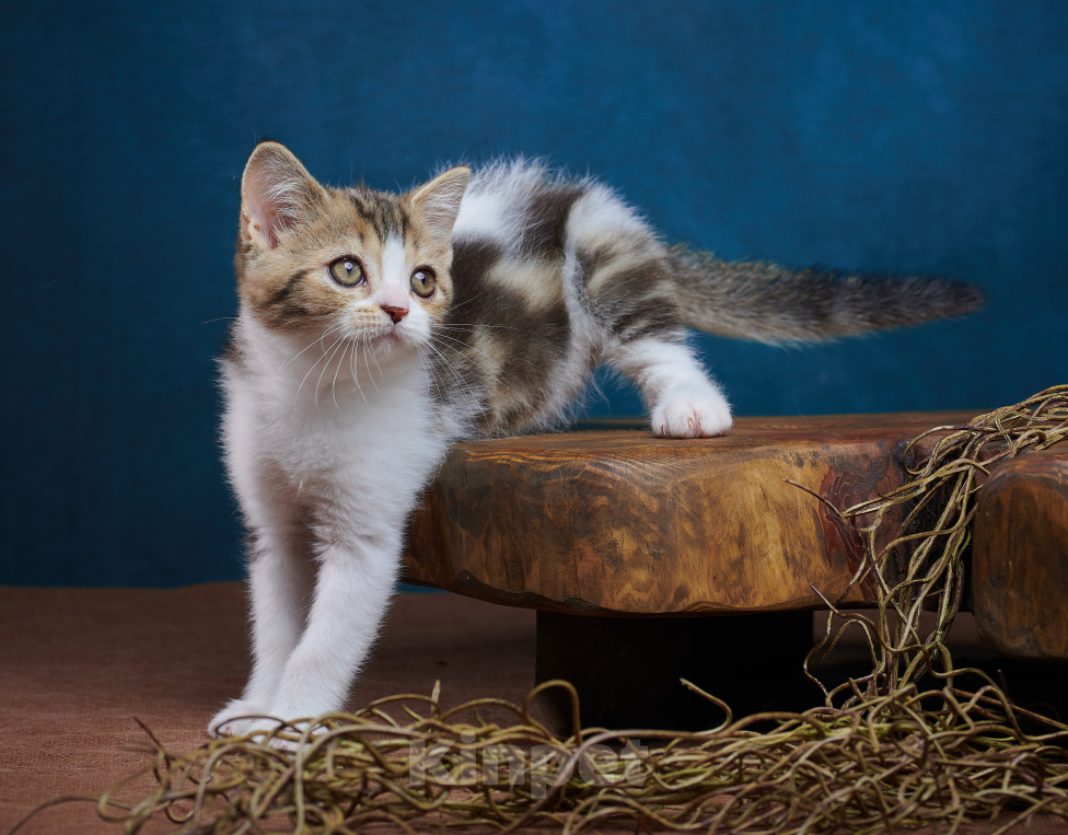 Кошки в Барнауле: Котик-страйт Вальтер🧡 Мальчик, Бесплатно - фото 7
