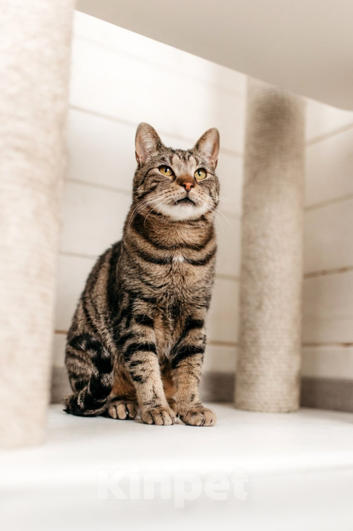 Кошки в Москве: Кот Марс ищет дом Мальчик, Бесплатно - фото 3