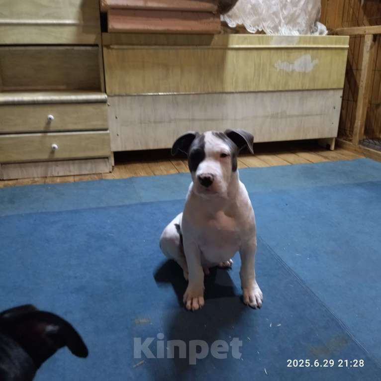 Собаки в других городах Московской области: Амстафф, мальчик бел-голуб Мальчик, 35 000 руб. - фото 3