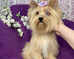 Собаки в Москве: Подрощенный мини йорк девочка голубоглазая Девочка, 100 000 руб. - фото 7