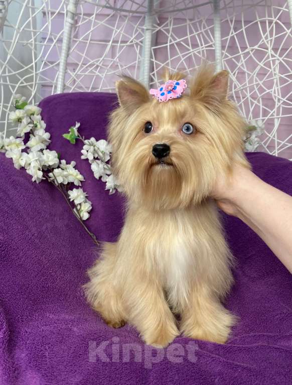 Собаки в Москве: Подрощенный мини йорк девочка голубоглазая Девочка, 100 000 руб. - фото 7