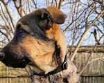Собаки в Одинцово: Щенок мальчик 7 мес Майк Мальчик, Бесплатно - фото 2