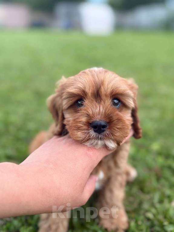 Собаки в Москве: Кавапу щенок мальчик Мальчик, Бесплатно - фото 6