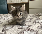 Кошки в других городах Московской области: кошечка в добрые руки Девочка, Бесплатно - фото 2