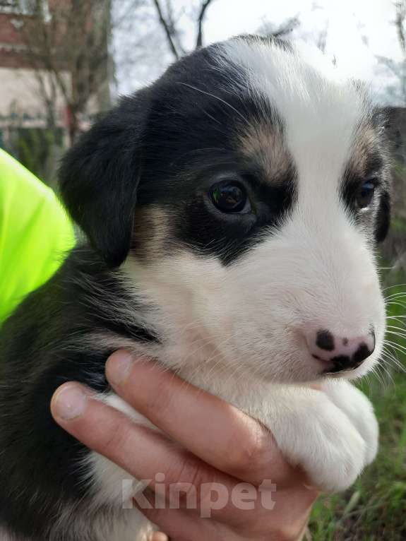 Собаки в Новочеркасске: Метис хаски и стаффора  Девочка, 8 000 руб. - фото 4