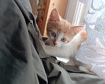 Кошки в Калуге: Котёнок Мальчик, Бесплатно - фото 2