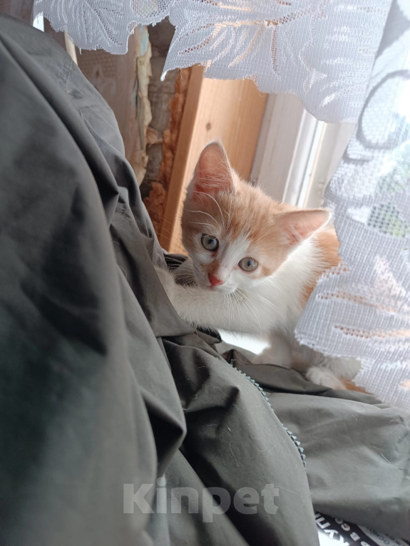 Кошки в Калуге: Котёнок Мальчик, Бесплатно - фото 2