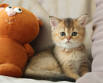 Кошки в Москве: Шотландские котята Мальчик, 20 000 руб. - фото 9