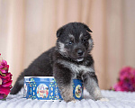 Собаки в Москве: 5 щенков от немецкой овчарки ищут дом Девочка, Бесплатно - фото 1