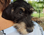 Собаки в Таганроге: Жесткошерстная такса мини Мальчик, 30 000 руб. - фото 1