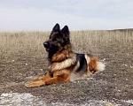 Собаки в Симферополе: Продаются щенки немецкой овчарки длинношерстной Девочка, 30 000 руб. - фото 2