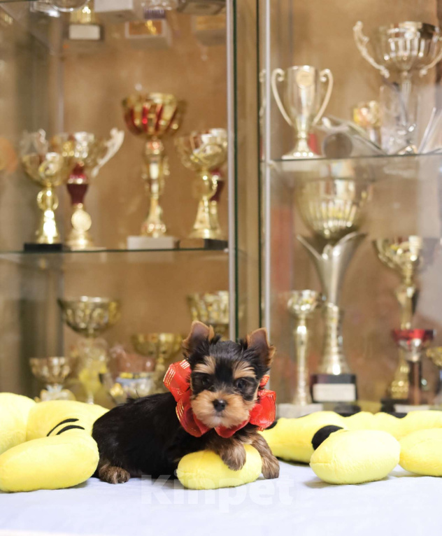 Собаки в Санкт-Петербурге: Щенок Йоркширского терьера, девочка  Девочка, 50 000 руб. - фото 3