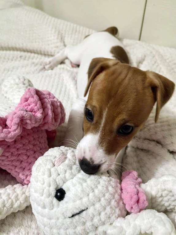 Собаки в Москве: Джек Рассел терьер девочка Девочка, 45 000 руб. - фото 3