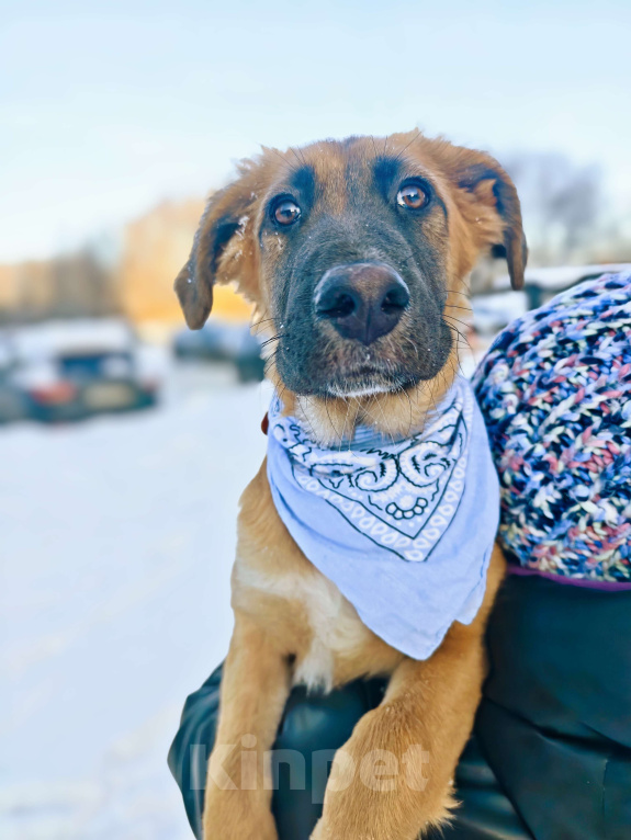 Собаки в Москве: Щенок ищет дом Мальчик, Бесплатно - фото 6