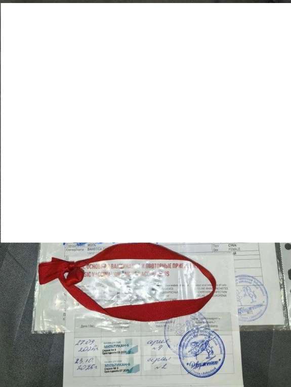 Собаки в Новосибирске: Девочка подросток 6 месяцев Девочка, 25 000 руб. - фото 3